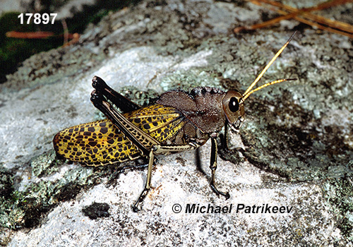 Golden-horned Lubber (Taeniopoda auricornis)